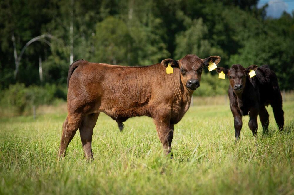 Farm-to-Table Beef & Pork | Orders | CatTail Farm