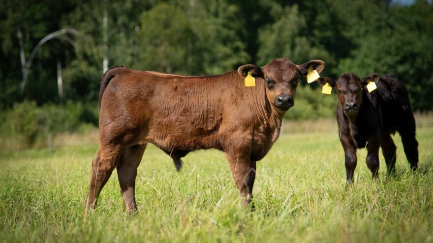 Landscape Gallery Image 3