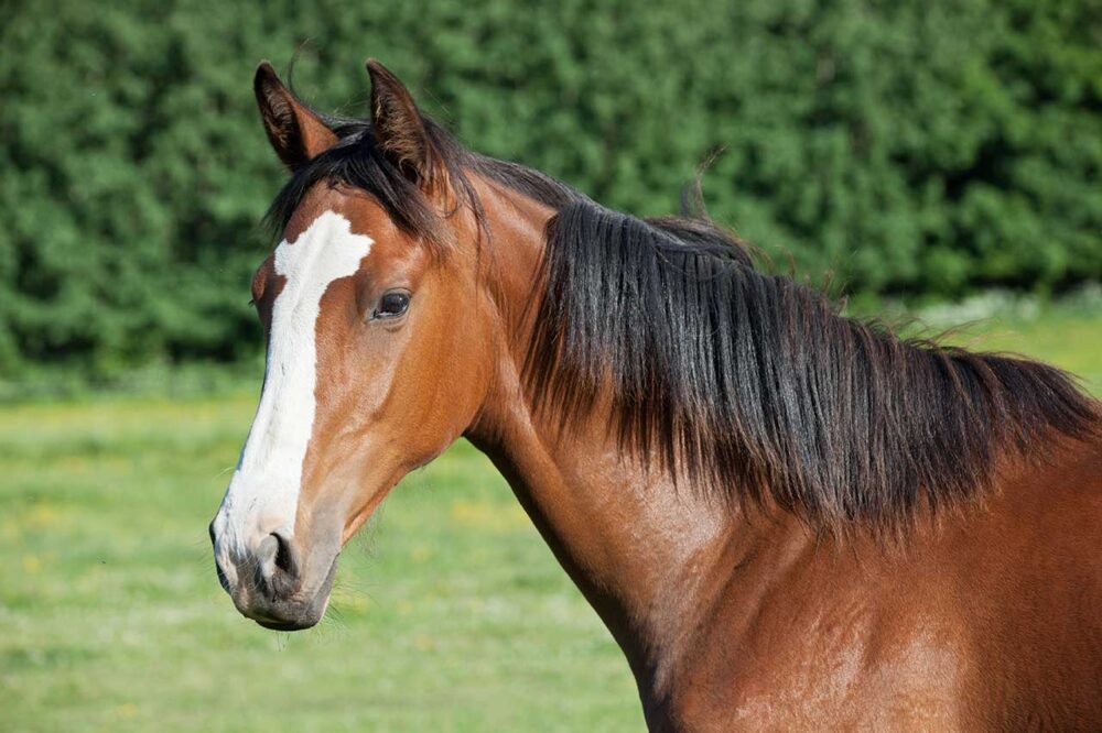 Summit Health Cates | Equine Boarding