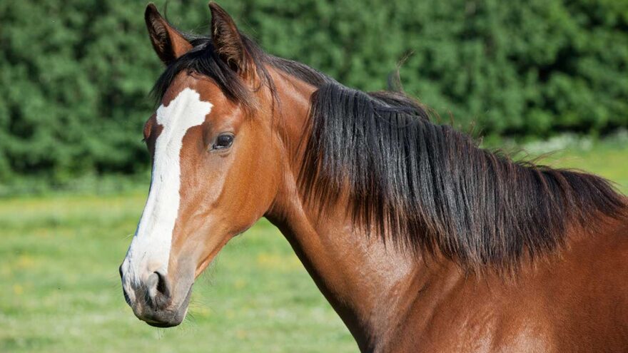 Landscape Gallery Image 5